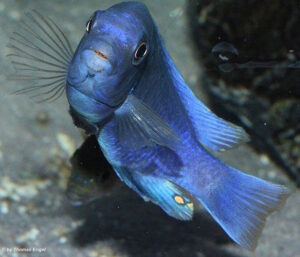 Labidochromis sp. 'gigas mara' Mara Rocks